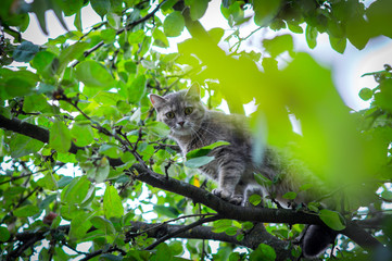 Naklejka na ściany i meble cute gray cat hid on a green tree from dogs