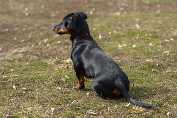 black dachshund dog with brown spots on the face