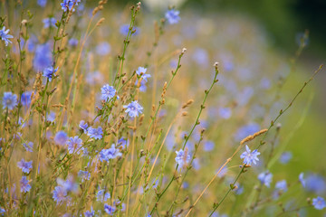 Back Road Chicory