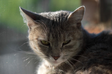 cute gray cat basks on the window in the rays of the setting sun