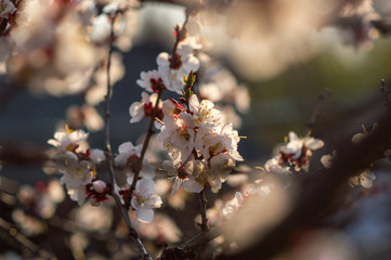 apricot tree blooms with white flowers at sunset in spring