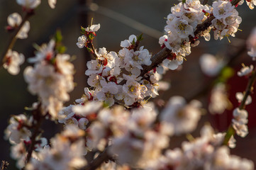 apricot tree blooms with white flowers at sunset in spring
