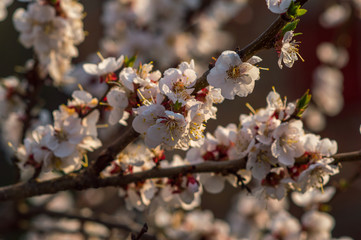 apricot tree blooms with white flowers at sunset in spring