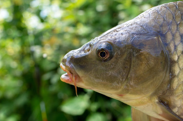 carp fish head close-ups. sport fishing