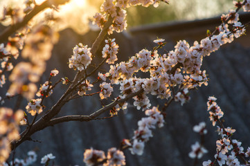apricot tree blooms with white flowers at sunset in spring
