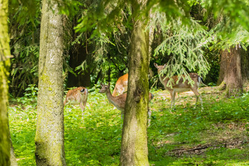 Rehe zwischen Tannenbäume Nadelwald