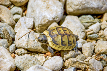 a little brown turtle crawling over the rocks on a sunny day