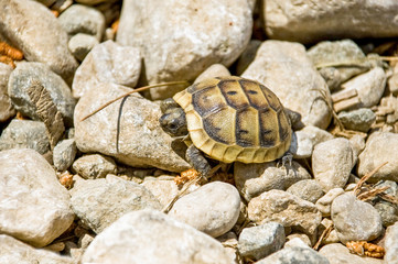 a little brown turtle crawling over the rocks on a sunny day