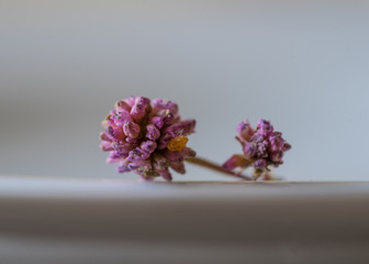 dry flower