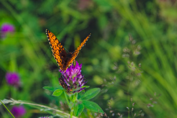 Argynnis paphia. Beautiful Argynnis paphia butterfly in sunlight in herb garden.