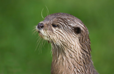 Close up Asian Short Clawed Otter (Amblonyx cinerea)
