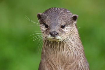 Close up Asian Short Clawed Otter (Amblonyx cinerea)