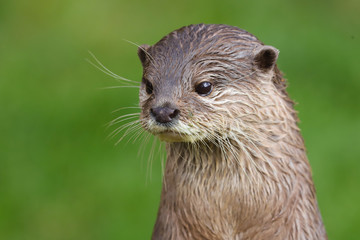 Close up Asian Short Clawed Otter (Amblonyx cinerea)