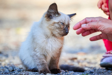 Beautiful Siamese Cat Closeup ( Felis Catus )