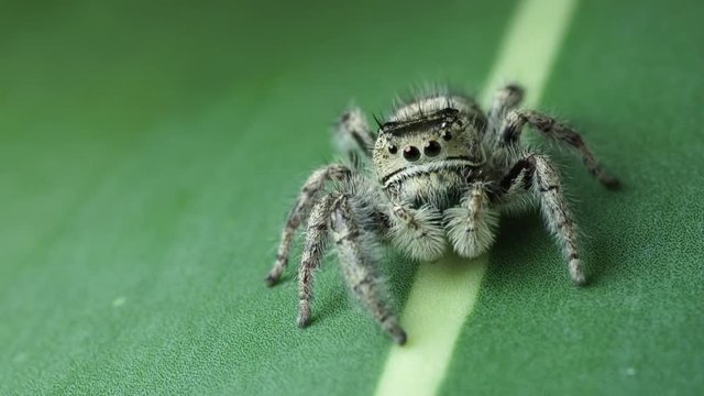 Salticidae