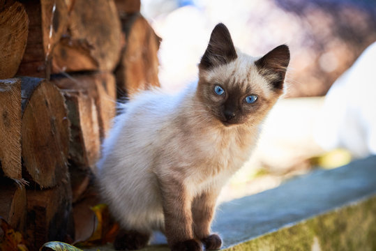 Beautiful Siamese Cat Closeup ( Felis Catus )