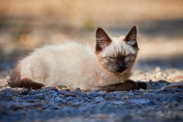 Beautiful Siamese Cat Closeup ( Felis Catus )