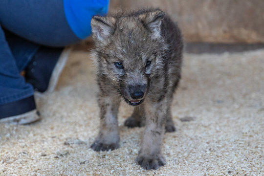 Wolf Welpe