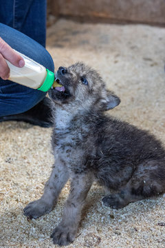 Wolf Welpe