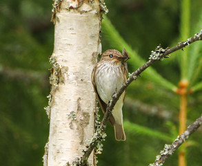 Flycatcher on a branch beak insects