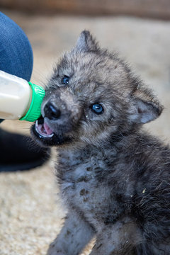 Wolf Welpe