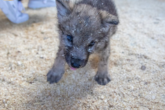 Wolf Welpe