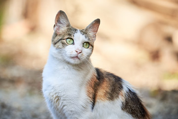 Naklejka na ściany i meble Beautiful Cat Closeup ( Felis Catus )