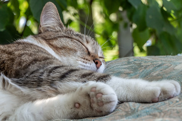 Beautiful adult young tabby cat with shut eyes and brown velvet wet nose sleeps on a brown pillow...