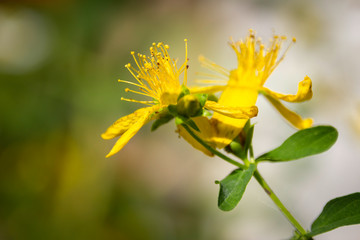 Fototapeta premium Gelbe Blüte