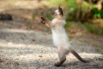 Siamese cat playing ( Felis Catus )