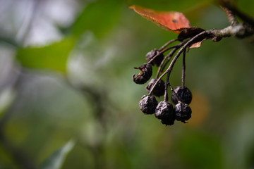 Vogelbeeren