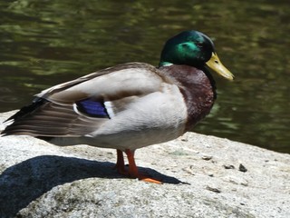 Mallard Ducks Enjoying a Sunny Afternoon in Tacoma