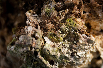 Holzstamm abgebrochen von oben