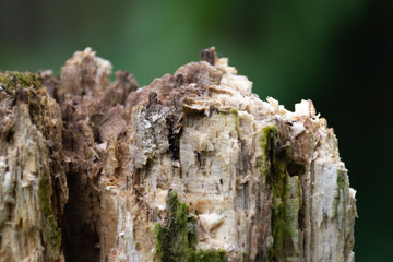Holzstamm abgebrochen