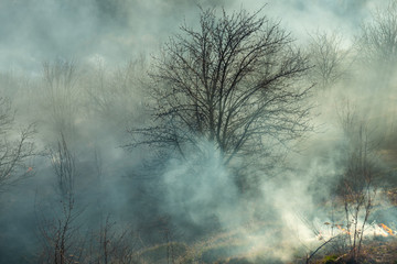 Villager they set fire to dry grass so that young grass would grow to feed animals.