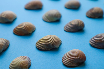 Composition with seashells on color background