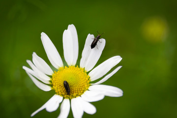 Obraz premium Kamille mit Insekten