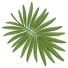 Fototapeta premium Tropical leaf palm isolated. Watercolor. Vector illustration. EPS 10