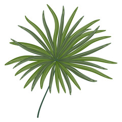 Tropical leaf palm isolated. Watercolor. Vector illustration. EPS 10