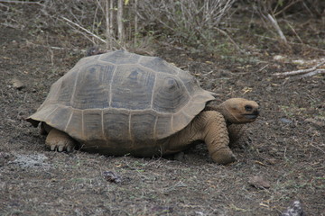 Obraz premium galapagos tortoise