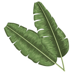 Tropical leaf palm isolated. Watercolor. Vector illustration. EPS 10