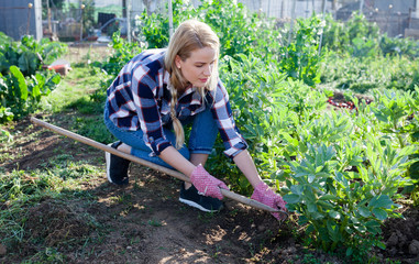 Woman gardener with mattock working with beans seedlings in garden