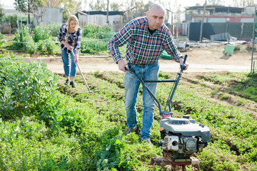 The family works on garden beds. Man using motorized cultivator. Woman cleans weeds with a rake