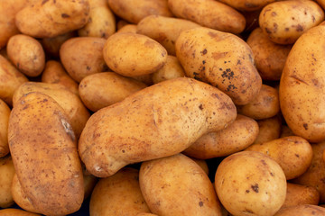 Potatoes on market, new harvest of potatoes vegetables close up