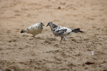 bird on the beach 
