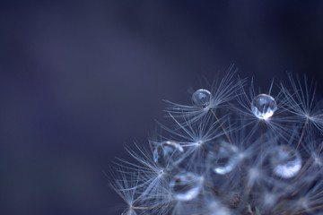 Beautiful dew drops on a dandelion seed macro. Beautiful dark background. Water drops on a parachutes dandelion. Copy space for text