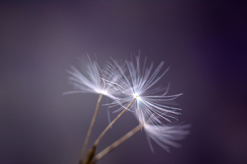 Abstract macro photo of plant seeds with water drops. Dandelion seed on dark background. Copy space for text. Closeup.