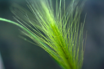 Fototapeta premium Feather grass on a dark background. Closeup. Natural concept. Copy space for text.