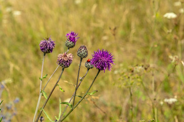 bee on a flower