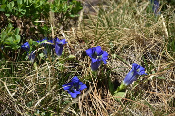 Enzian, Gentianaceae, Blüte, Schnapsherstellung, Heilmittel, blau, Symbol, Treue, Kelch,...